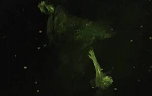 お願い、父ちゃん、母ちゃん、サヨナラ言わないでお願いお願い - 真鍋哲地