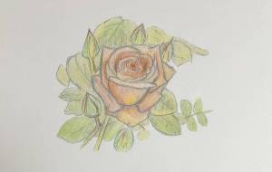 薔薇の花 - 本山莉子 