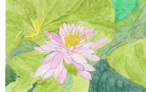 スイレン - YOSHIMI