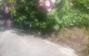 愛らしい自然、彼ら生命達、家族(地球環境問題、解決は愛だと思います) - 真鍋哲地