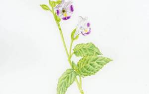 トレニア - 草地美波