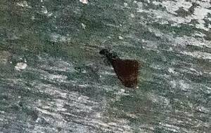 蟻、キミは命懸けで生きてる、(家族のために君は) - 真鍋哲地