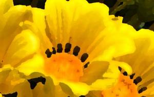 ポカポカ陽気 - くみぱんつ