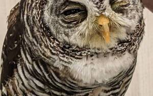 うっとり猛禽類 - 宇宙くらげ