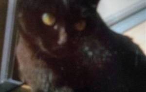 大切な友人の猫ちゃん(写真作品) - 真鍋哲地