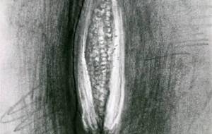 トウモロコシ作品、情熱で描きたしました（根性だけはあります） - 真鍋哲地 