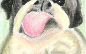 狆 大福くん 4歳 - まねきぱんだ