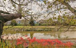 彼岸花って知ってるよ - 宇宙くらげ