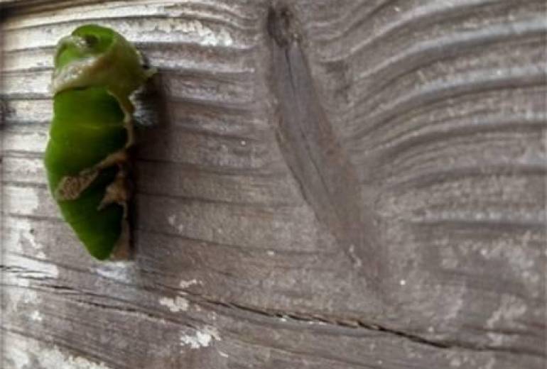 たった一人で、羽化、