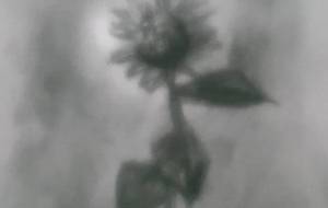 夏の向日葵、母さんの笑顔みたいに、大好き母さん! - 真鍋哲地