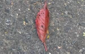 枯れ葉、深紅（僕と家族の尊い血のように、愛してる、家族へ） - 真鍋哲地 
