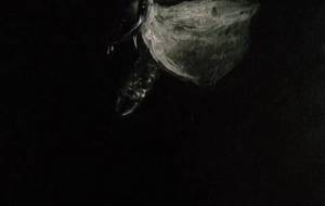 ハサミ虫堕天使、降臨(私の強い愛) - 真鍋哲地