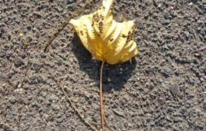 黄金色の枯れ葉、みつけた秋（生活アート作品） - 真鍋哲地 
