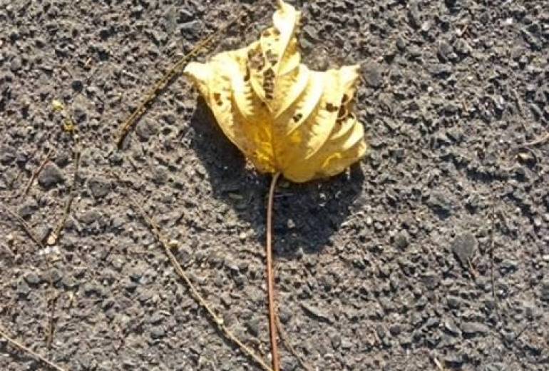黄金色の枯れ葉、みつけた秋（生活アート作品）