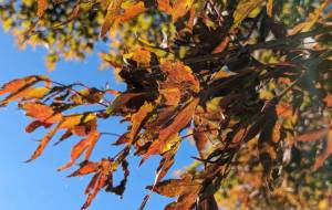 秋散歩 - 宇宙くらげ