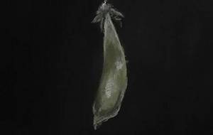 母さんのスナップエンドウ豆(カラー作品、僕なりに描いてみました) - 真鍋哲地