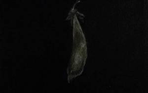 母さんの笑顔!スナップエンドウ豆、明暗色彩違い作品 - 真鍋哲地