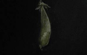 完成作品スナップエンドウ豆作品 - 真鍋哲地