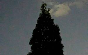 天然のクリスマスツリー？ - 宇宙くらげ 