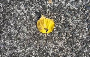 ありがとう、愛、アートの輪の投稿テーマでした - 真鍋哲地