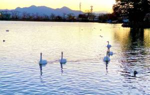 白鳥 - 春野しばいぬ