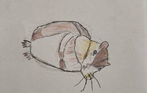 リス - しずくたん