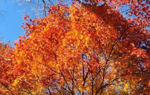 灼熱の紅葉 - naomi