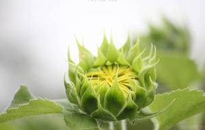 ひまわりの成長1 - naomi