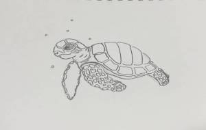 ウミガメ - akur