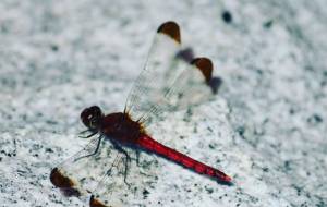 赤とんぼさん - naomi