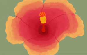 ハイビスカス - zibun