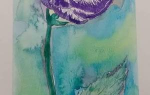 冬のバラ - サオリ