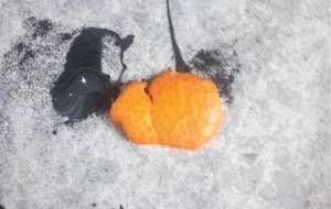 真鍋哲地アート!貧困インスタレーションみかんの皮落書き絵画作品 - 真鍋哲地