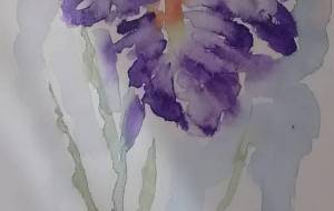 夏の中の花菖蒲 - サオリ