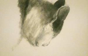 猫、ラフデザイン - 真鍋哲地