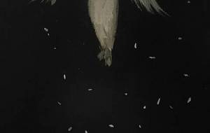 白蝶女性、(桜のように散った愛、) - 真鍋哲地