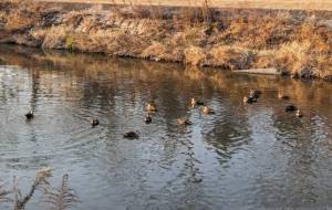 鳥の会議が開かれていました - 宇宙くらげ