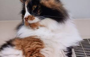 お嬢様 - あおい