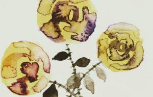 御免なさい、こっちの方が可愛いかも バラ - ぴぴ