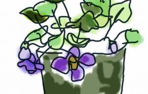 ニオイスミレ - 香織