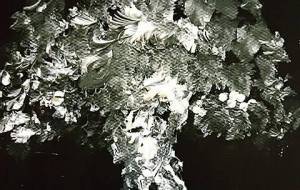 命点描、菩提樹の木の下で悟り! - 真鍋哲地