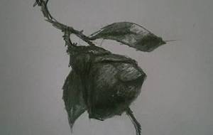 やぶ椿、花から落ちる、雪の音 - 真鍋哲地