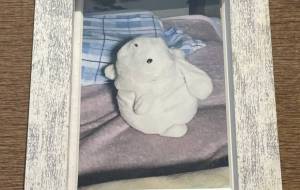 かわいいぬいぐるみ - 社容尊悟