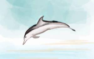 イルカ - とん