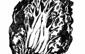 カケアミ白菜 - 橘 木竜