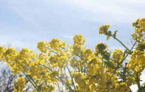 菜の花咲いたよ - naomi