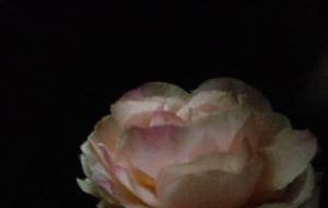 僕の目指すは薔薇に心を込めて(劇的ストリー写実アート) - 真鍋哲地