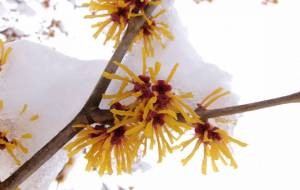 雪かぶりでもまんず咲く - 明紅葉