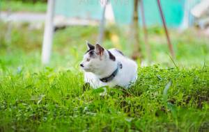 昼下がりの猫 - さくら