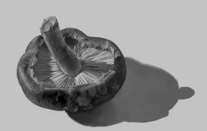 デッサン習作 - 左雨